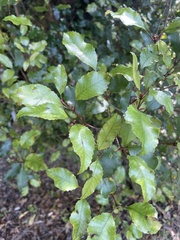 Pterophylla racemosa