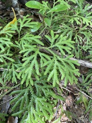 Lycopodium volubile