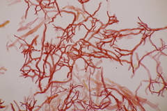 Scytinostroma hemidichophyticum