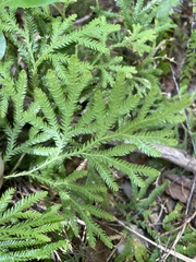 Lycopodium volubile