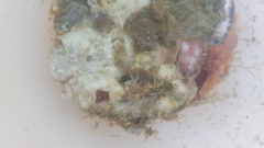 Conopeum chesapeakensis