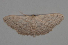 Scopula spoliata