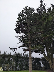 Araucaria araucana