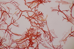 Scytinostroma hemidichophyticum