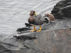 Tachyeres patachonicus