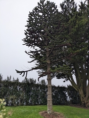Araucaria araucana