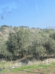 Olea