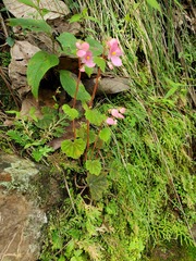 Begonia fusibulba