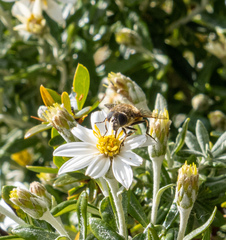 Eristalis croceimaculata