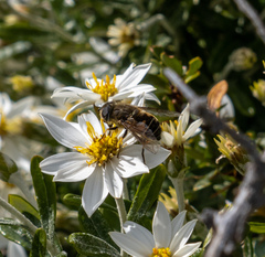Eristalis croceimaculata