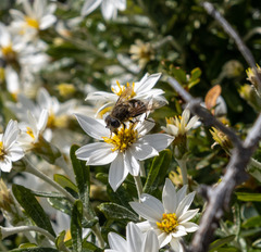 Eristalis croceimaculata
