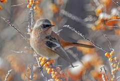 Phoenicurus erythronotus