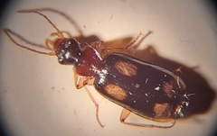 Dromius quadrimaculatus