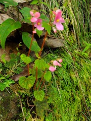 Begonia fusibulba