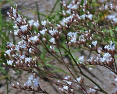 Limonium brasiliense