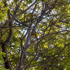 Phrygilus patagonicus