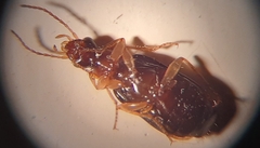 Dromius quadrimaculatus