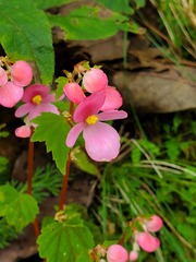 Begonia fusibulba