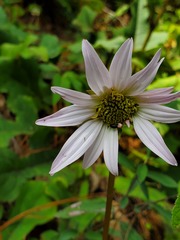 Iostephane heterophylla
