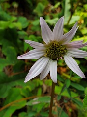 Iostephane heterophylla
