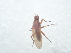 Heleomyzinae