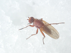 Heleomyzinae