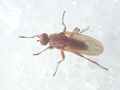 Heleomyzinae