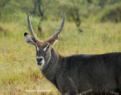 Kobus ellipsiprymnus