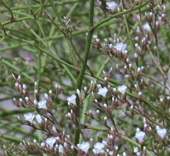 Limonium brasiliense