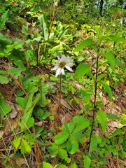 Iostephane heterophylla