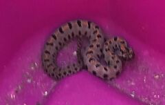 Sistrurus miliarius streckeri