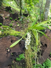 Rodriguezia bracteata