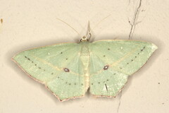 Traminda ocellata