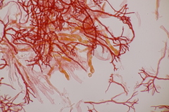 Scytinostroma hemidichophyticum