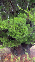 Juniperus chinensis