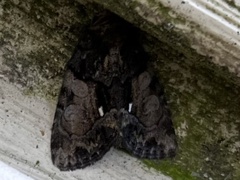 Chytonix palliatricula