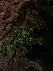 Platystele microtatantha