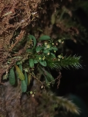 Platystele microtatantha