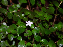 Sipanea biflora