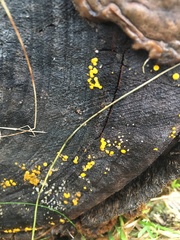 Calycina citrina