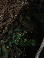 Platystele microtatantha