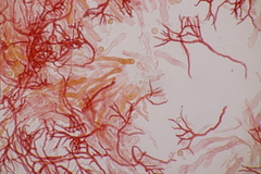 Scytinostroma hemidichophyticum