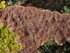 Cylindrobasidium evolvens