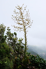 Glomeropitcairnia penduliflora
