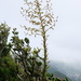 Glomeropitcairnia penduliflora - Photo (c) fmunoz, algunos derechos reservados (CC BY-NC)