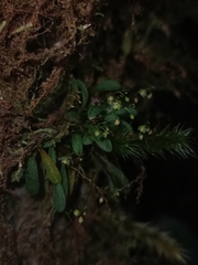 Platystele microtatantha