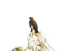Buteo buteo vulpinus