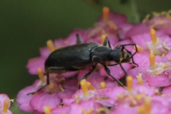 Grammoptera subargentata
