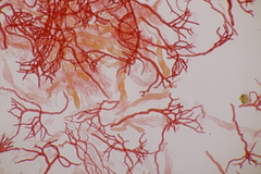 Scytinostroma hemidichophyticum