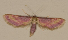 Zygophyxia roseocincta